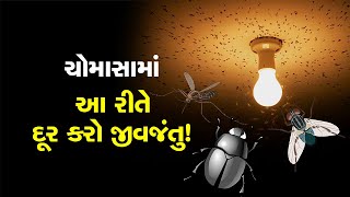 ચોમાસામાં પાંખવાળી જીવાત તમારા ઘરમાં નહીં ઘૂસે, ટ્રાય કરો આ 4 ઉપાય...