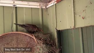 Black Bird Chick - dec 2017