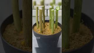 Lemon tree cuttings made with aloe vera and turmeric#onegarden #gardening #nature #lemon_tree