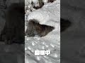 秋田犬長毛カイ相変わらず雪を探して雪遊び