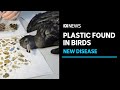 New disease caused by plastic in birds digestive tracts | ABC News