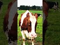 How to Spot a Happy Cow