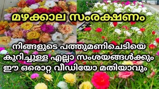 Pathumani flower care in malayalam|Moss rose|പത്തുമണി ചെടിയുടെ മഴക്കാല സംരക്ഷണവും പരിചരണവും|Garden