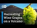 Gourmet Wine From A Volcanic Crater - Organic Vines Cultivated In Craters On The Canary Islands