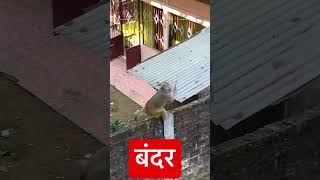 बंदर कैसे चल राहा हे #monkey #walking #monkeylove