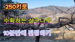 살구나무 전정! 10분만 투자하면 끝나죠