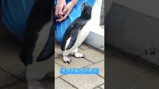 ニュースにもなった目の見えないイワトビペンギン‼️高齢でも元気に過ごしてました！マリンピア日本海〜イワトビペンギン 間近で見た！