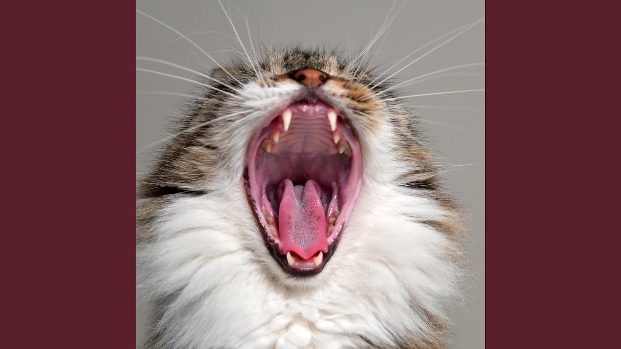 Cat Sounds Like A Baby Crying Youtube Music