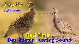 Desi Teetar Hunting Sound in Jungle | francolin real hunting voice | Partridge Sound of Hunting