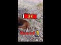 🐶ビビリな犬 🆚 カマキリ🔥🤣