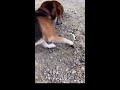 🐶ビビリな犬 🆚 カマキリ🔥🤣