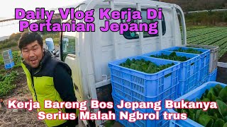 Ngarit Di Mandorin Bos Jepang Malah Di Ngbrol || Daily Vlog Kerja Di Pertanian Jepang