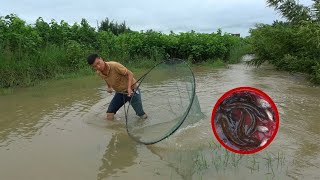 连续几天的暴雨，上游鱼塘的鱼被水冲到农田里，小伙抓得真过瘾