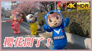 2021 櫻花前線 禾聯總公司門前 櫻花盛開中！ (4K HDR)