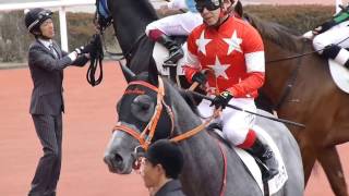 レッドラシーマ　in　阪神競馬場　at 2017.03.18.　＃４