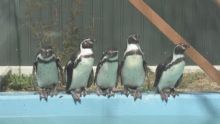 ペンギン5羽がしろとり動物園に初めて仲間入り　香川・東かがわ市