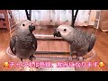 no.74 妹の事が気になって世話をやく鳥☆（ヨウムの幼鳥、手羽君・ささみちゃん）