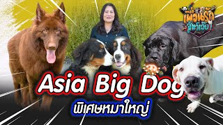 พิเศษหมาใหญ่ Asia Big Dog I เพื่อนรักสัตว์เอ๊ย