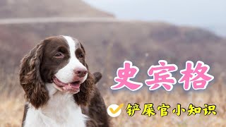 智商堪比边牧的神犬，世界使用最多的工作犬，抑郁症的克星史宾格