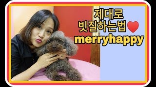 털빗기,강아지털관리,강아지털풀기,푸들털풀기,poodle grooming guide,슬리커브러쉬 사용법