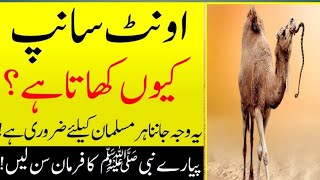 Why is the camel a snake? Why Camel Eats Snake...Surprising Scientific Facts Abo || eats