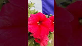 Petunia best winter flower plant for home garden #reels #outdoor #flowerplant #garden #shorts