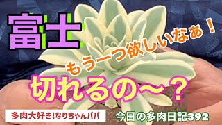 【多肉植物】【ガーデニング】富士の保険株が欲しい❗️今日も楽しくチョンパ✂️しまーす😊　　多肉大好き！なりちゃんパパ　多肉奮闘記その392