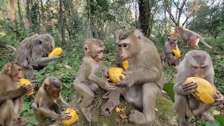 The Most  Lively Morning Breakfast Pig Tail And Long Tail Monkeys In Forest Place🐒💖#Sovana #Amber