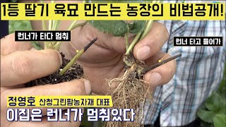 [한국농수산TV] 남들보다 비싼 1등 딸기 육묘 만드는 농장의 비밀! 경남 산청