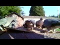 wildlife camera band tailed pigeon body language