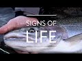 SIGNS OF LIFE: Seeking Wild Steelhead on the Skagit River