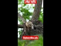 ভয়ঙ্কর পেঁচা। the call of a great horned owl birds পেচাঁ পাখি shortvideo subscribe