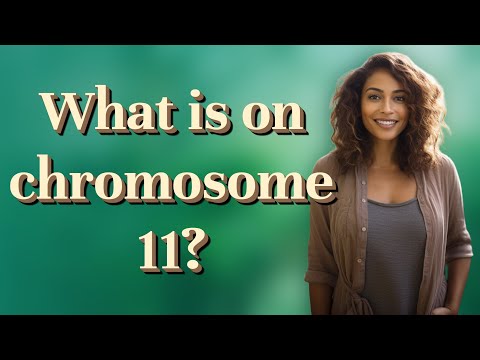 How many genes does chromosome 11 have?