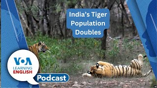 Japan’s new satellite, More tigers in India, Sound barrier, US History game