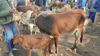 আজ ৯ জানুয়ারি | বাছুরসহ গাভী গরুর দাম জানুন | gavi gorur dam || আমবাড়ী হাট