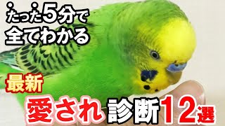 【厳選】セキセイインコの懐き度がわかる12の仕草