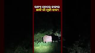 ସନ୍ଧ୍ୟା ହେଲେ ଜଙ୍ଗଲ ଛାଡି ଗାଁ ମୁହାଁ ହାତୀ, ନଷ୍ଟ କରୁଛନ୍ତି ଏକର ଏକର ଧାନ ଫସଲ || KNews Odisha