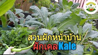 ผักคะน้าเคล ปลูกในกระถาง  (Growing Kale) ||  สวนผักในกระถาง ปลูกยังไงให้งามจนล้นสวน