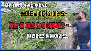 G042 왜 꽃눈 분화가 안될까? 고심끝에 긴급 진단 요청한 상황 -  진단 들어갑니다. - 하우스 사과대추 1,2년생 기술지도 현장(안성 용두농장)