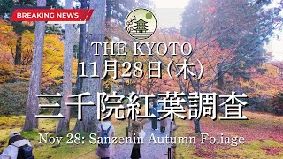 【速報】11月28日(木)の三千院の紅葉状況！京都の紅葉状況を世界最速でお届け！