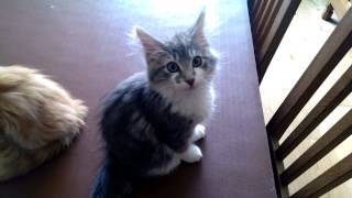 Norwegian Forest Kittens in purr mode.