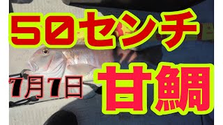 けんじぃの釣り日記～PART16～ジャックで甘鯛＆落とし込み＆五目！まさかの甘鯛50㎝⁉