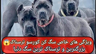 سگ کن کورسو بزرگ و ترسناک 😱🧐🐕‍🦺 #دانستنی #سگ #جالب