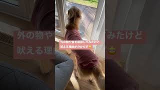 何に怒ってるのか分からない大型犬#shorts #ゴールデンレトリバー #goldenretriever #大型犬 #かわいい #犬