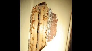 Live Termites in a window frame, Oxley, Brisbane