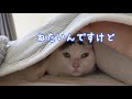 ママが隠れてもすぐに見つけてしまう甘えん坊なサビ猫