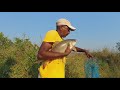 amazing hook fishing catching rohu fishes