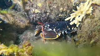Incredible beautiful Lobsters in Denmark - Coldwater scuba diving at it´s best.