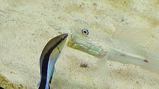 ホンソメワケベラ　Bluestreak cleaner wrasse　Labroides dimidiatus