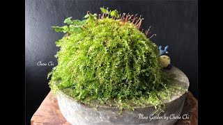 Moss checking 青苔檢視 Moss Garden by Cherie Chi 2022年1 月 9 日